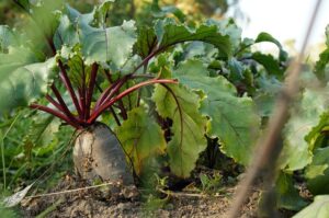 Read more about the article 7 veggies to plant in June, along with professional guidance on when and how to plant seeds