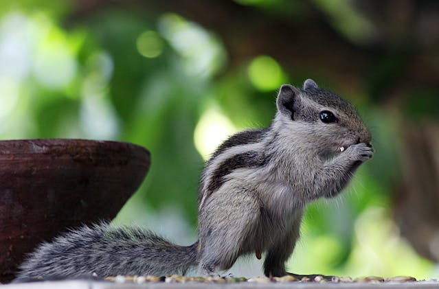 Read more about the article The Best Way to Remove Chipmunks from Your Yard