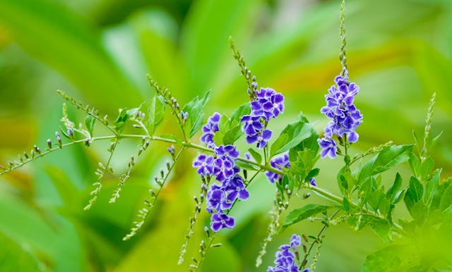 Read more about the article Planting and Growing Duranta