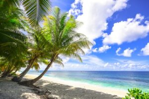 Read more about the article Ponytail palm tree maintenance tips – Three pro suggestions for this unusual indoor tree