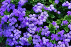 Read more about the article Growing and Planting Ageratum
