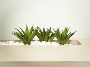 Read more about the article What is Aloe vera?