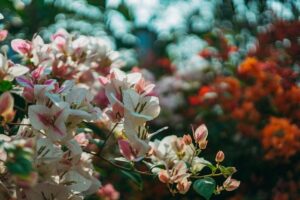 Read more about the article An abandoned Cotswolds garden brought back to life with charming, realistic planting