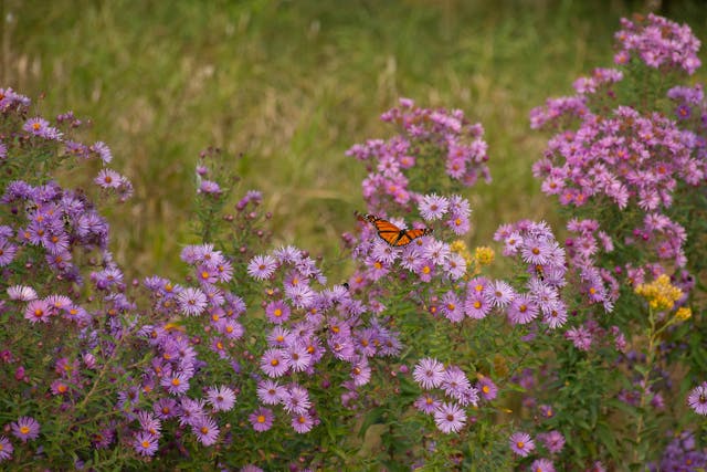 Read more about the article How to Design a Stunning Pollinator Garden That Is Able to Support Bees and Butterflies