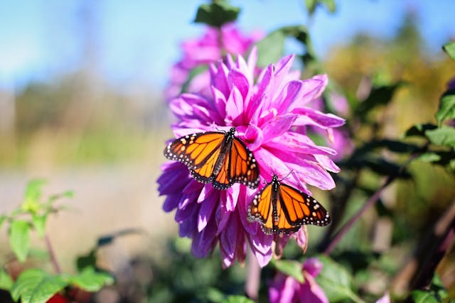 Read more about the article Seven Methods to Draw Monarch Butterflies to Your Yard