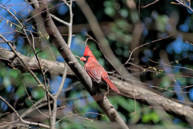 Read more about the article How to Draw Cardinals Into Your Yard to Appreciate Their Beauty