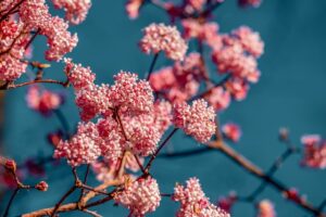 Read more about the article You can assure the success of your plants this month by trimming these trees, shrubs, and climbers.