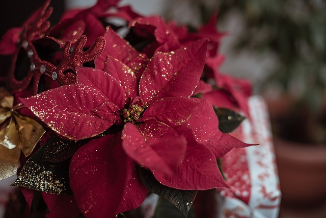 Read more about the article The Top 5 Houseplants to Decorate with for Christmas